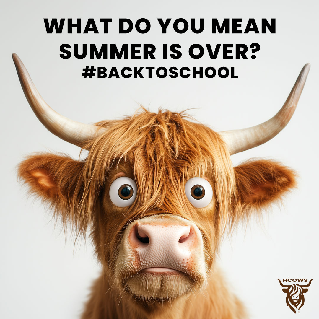 Summer over, back to school highland cow meme