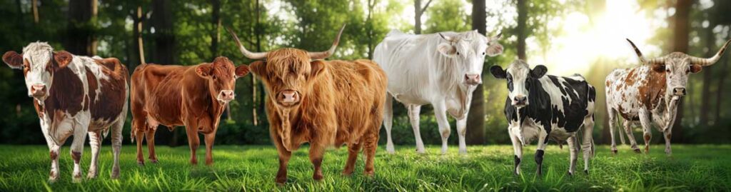 Highland Cows: Ultimate Guide To These Majestic Cattle