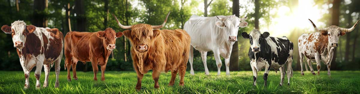 See how the Highland Cow compares to other cattle breeds.