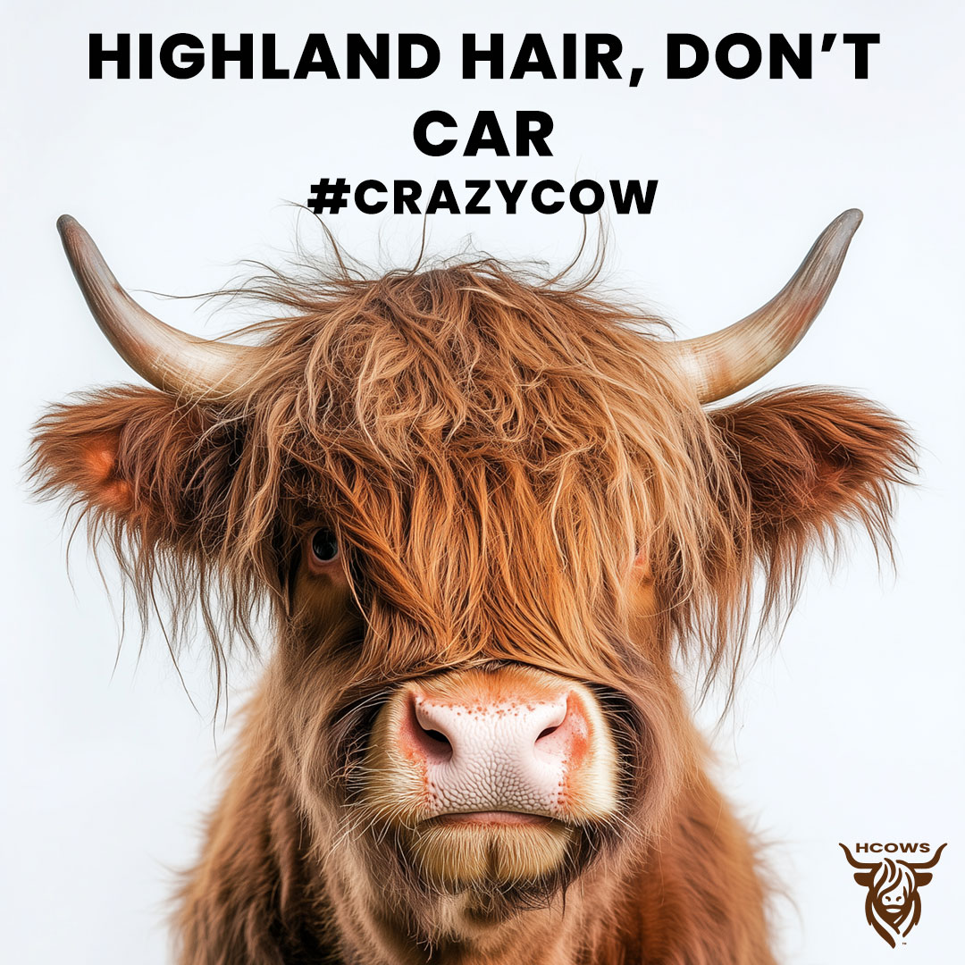 Funny meme - highland hair don't care.