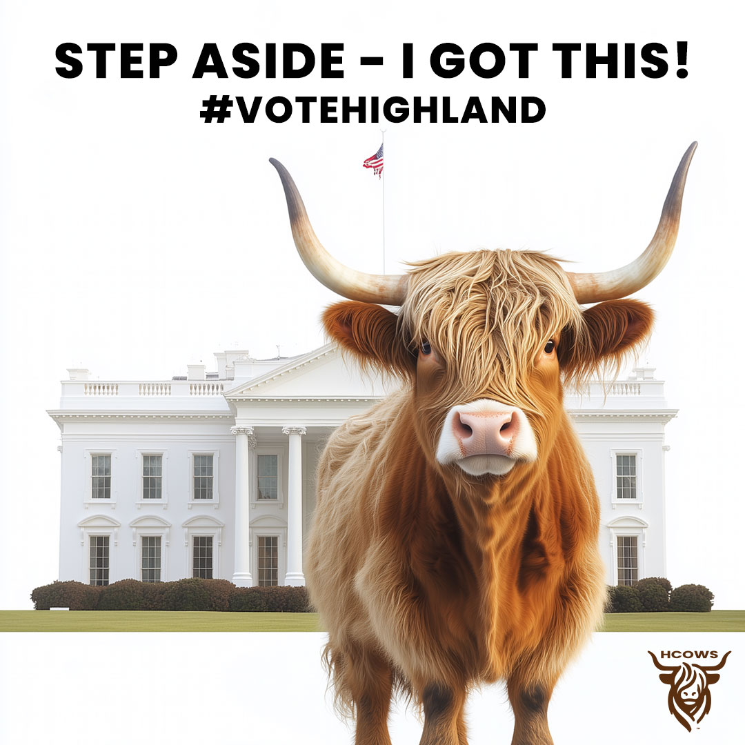 Vote for the highland cow for president