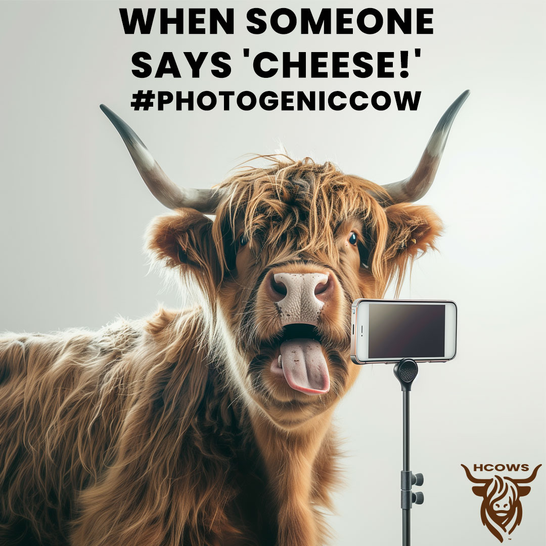 Highland cow selfie pic